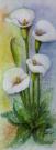 137__Calla__Aquarell__30 x 60cm__V.jpg